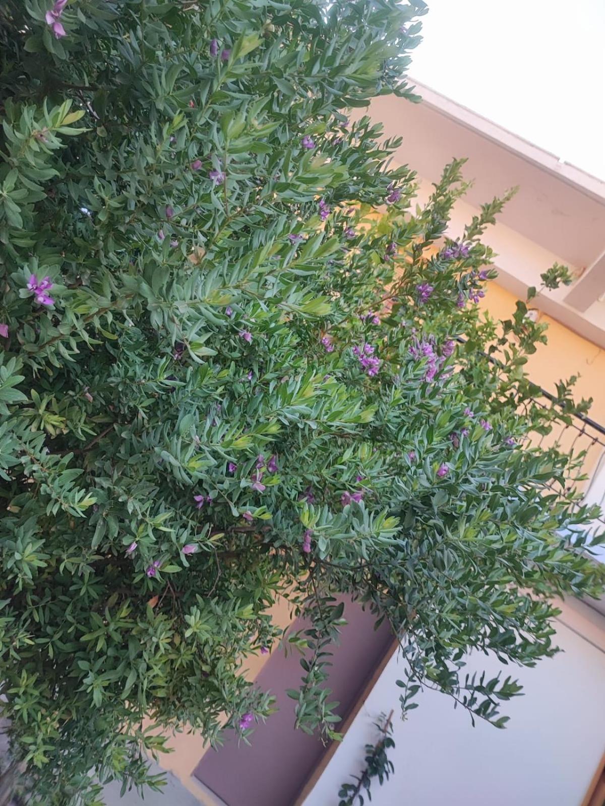 Myrtia Apartman Szími Kültér fotó
